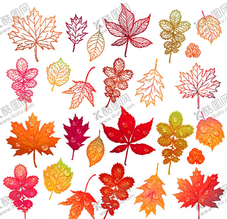 编号：59292509291742504417【酷图网】源文件下载-枫叶素材