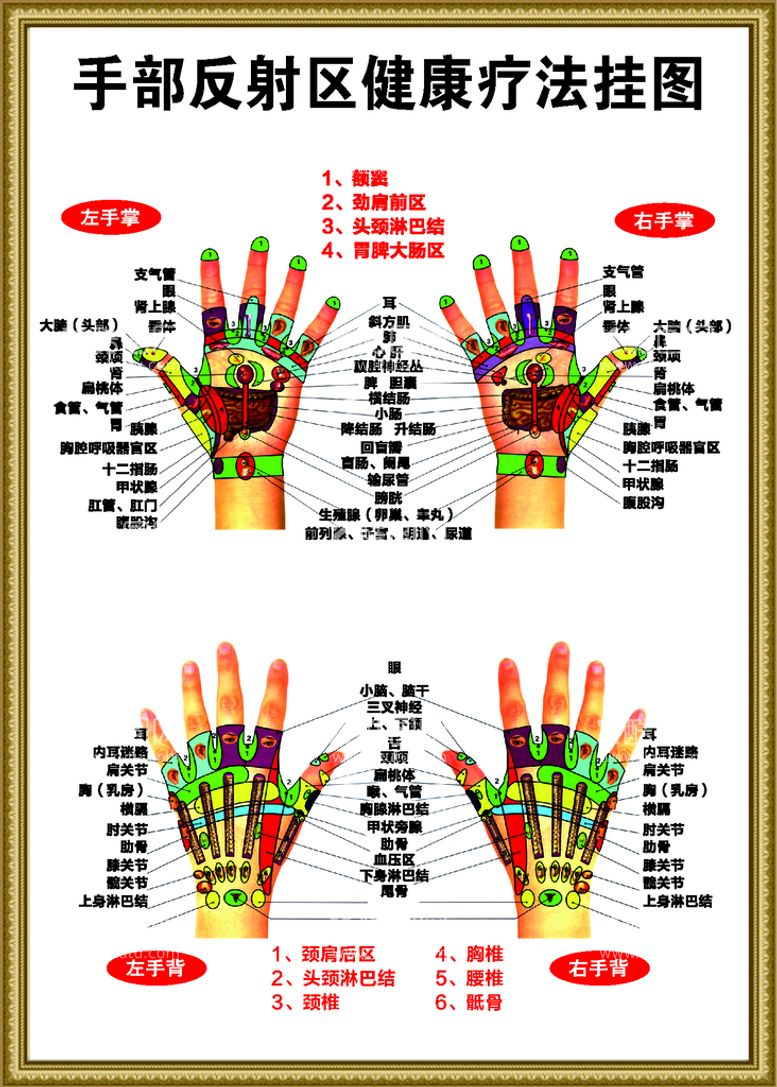 编号：26038509280741213186【酷图网】源文件下载-手部反射区健康疗法挂图