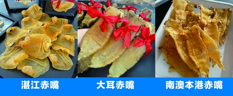编号：32608102191619116055【酷图网】源文件下载-海参湛江赤嘴大耳赤嘴