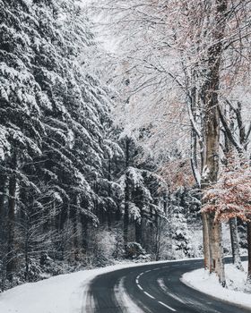 雪山 森林