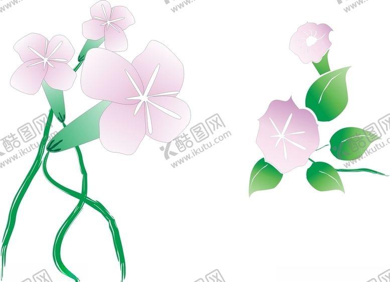 编号：78030707031013449265【酷图网】源文件下载-牵牛花