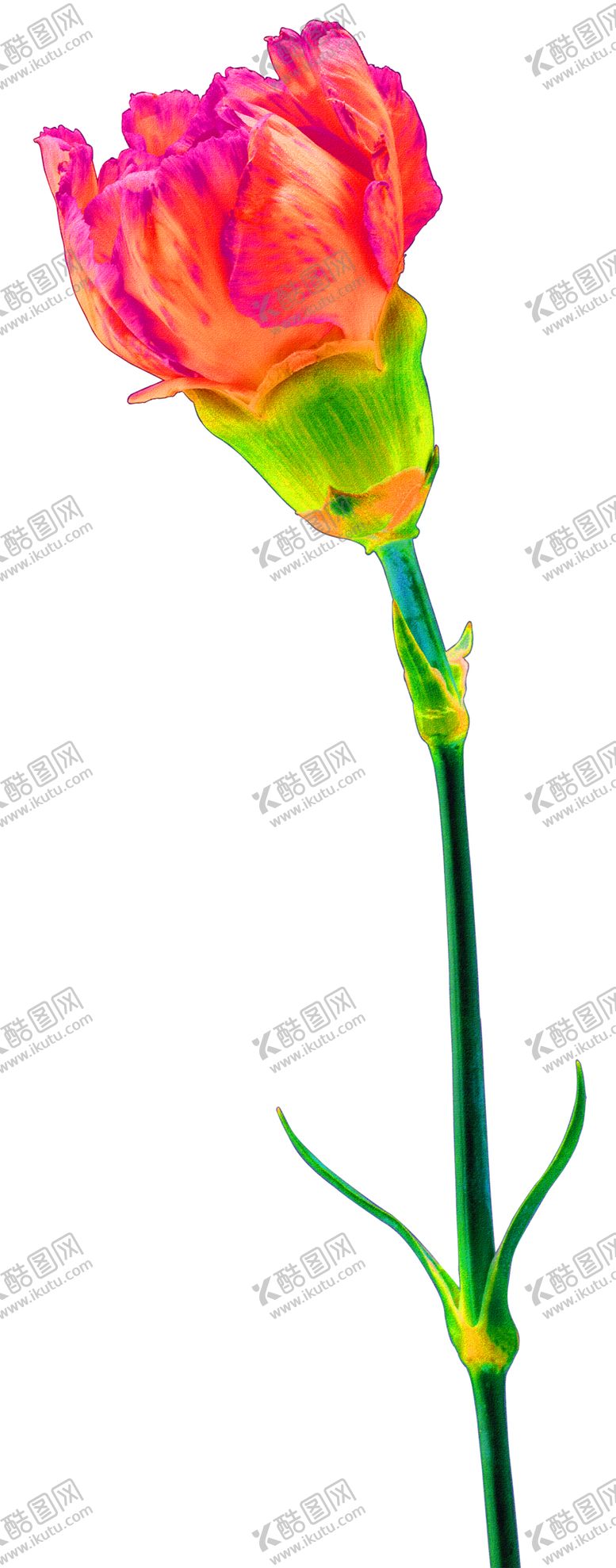 编号：78790705130210432729【酷图网】源文件下载-鲜花装饰