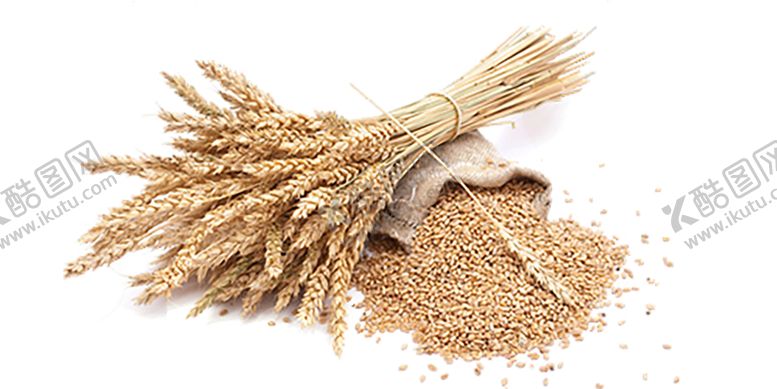 编号：33546209231125097473【酷图网】源文件下载-透明小麦png素材