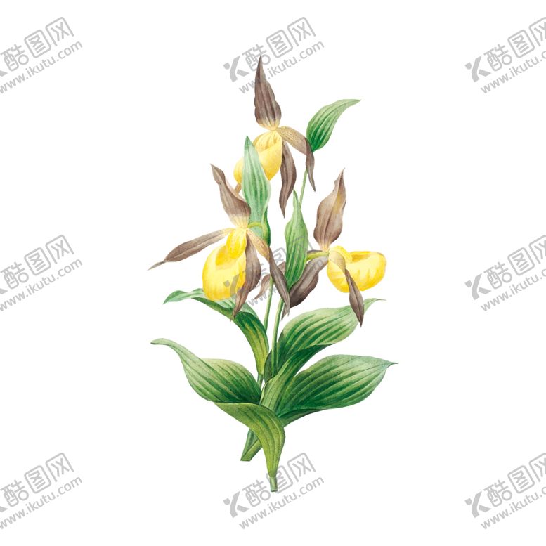 编号：31452509262040375433【酷图网】源文件下载-花卉插图