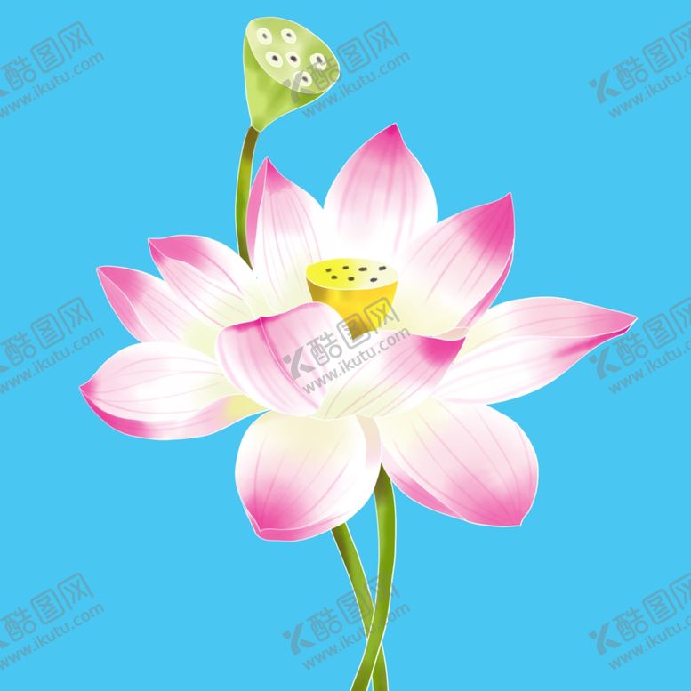 编号：99886307051250196969【酷图网】源文件下载-粉红色水彩荷花