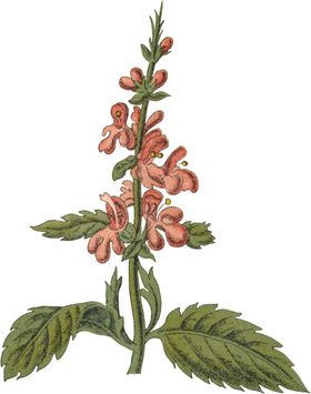 花草插画