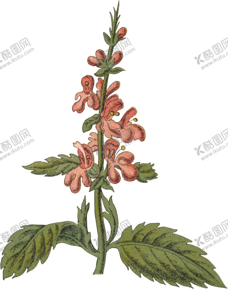 编号：48600406142154535151【酷图网】源文件下载-花草插画