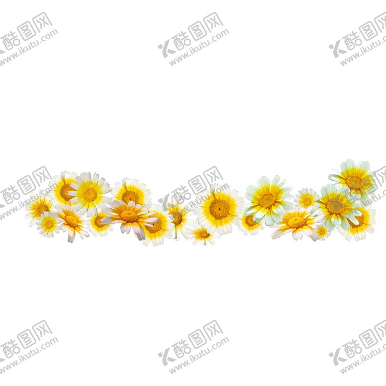 编号：33258409271652011201【酷图网】源文件下载-菊花素材