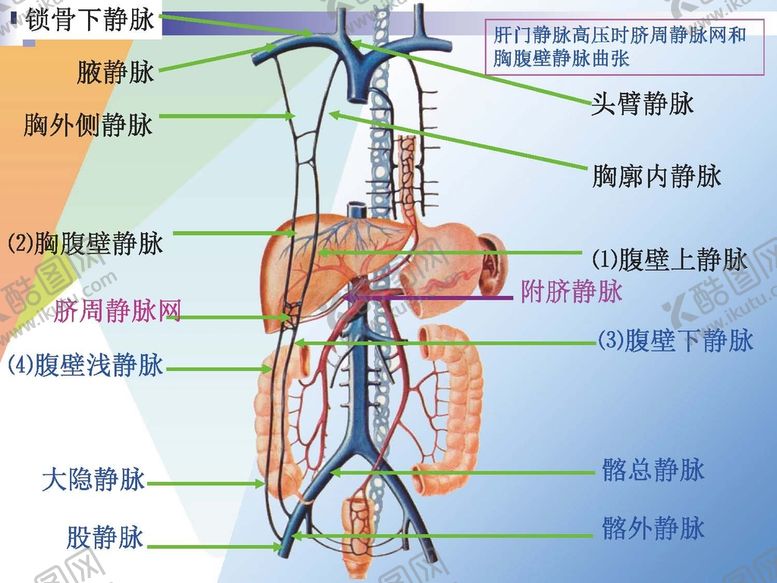 编号：35424512302354092034【酷图网】源文件下载-静脉
