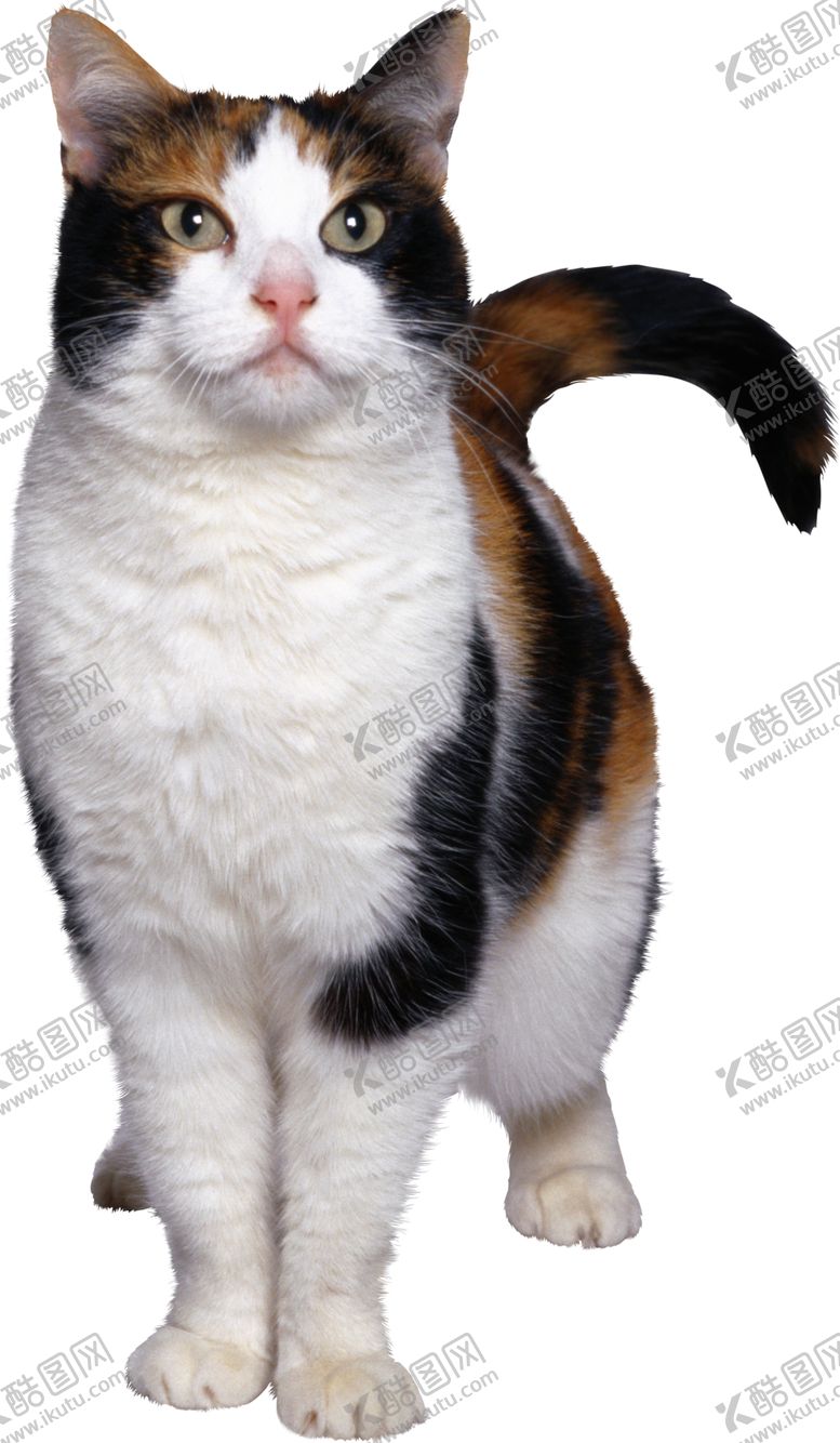 编号：63734607031644034345【酷图网】源文件下载-猫宠物猫宠物小猫猫咪
