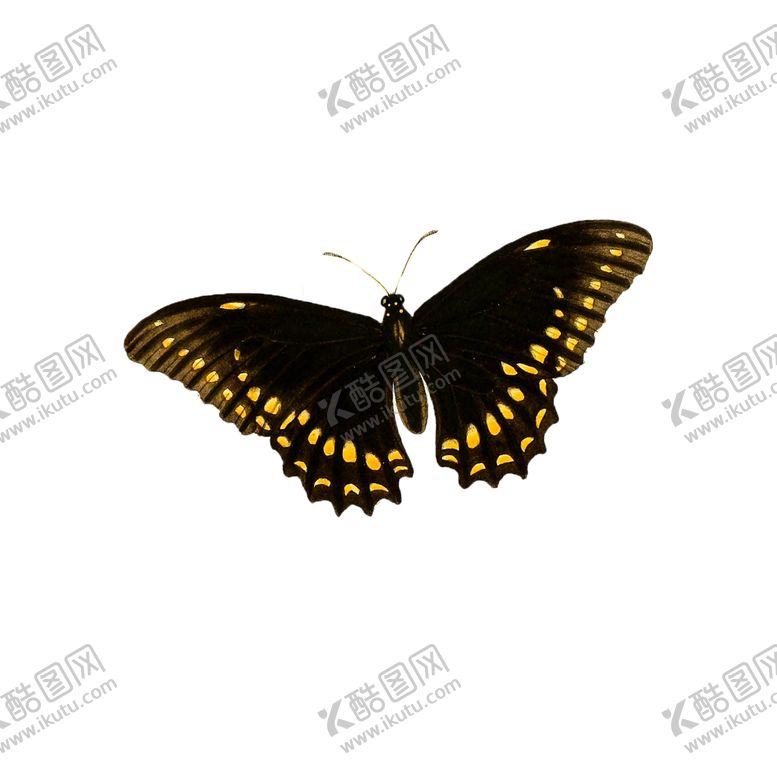 编号：97766904280452439134【酷图网】源文件下载-蝴蝶透明PNG免扣