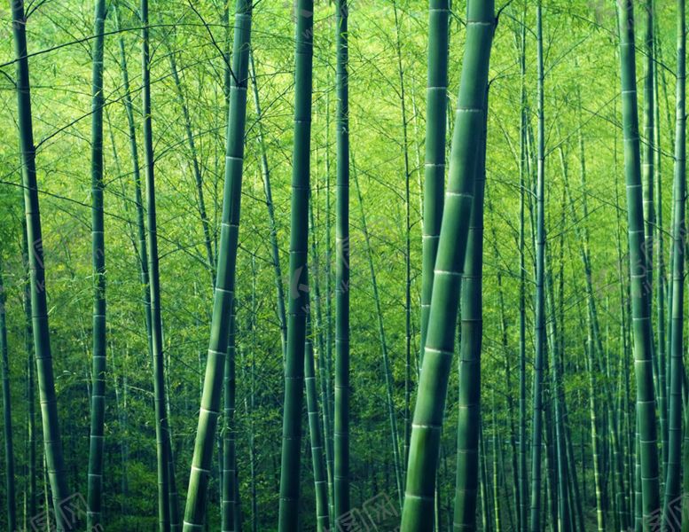 编号：60144309271502117184【酷图网】源文件下载-竹子