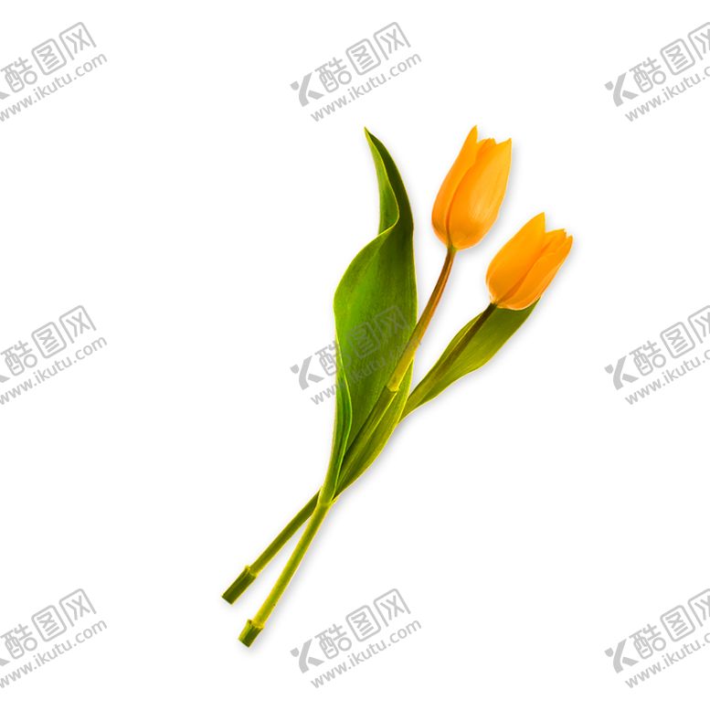 编号：28714809230024046939【酷图网】源文件下载-鲜花装饰