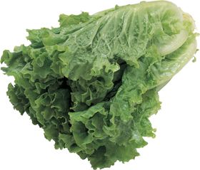 生菜