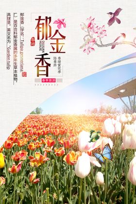 郁金香