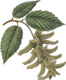 花卉插画