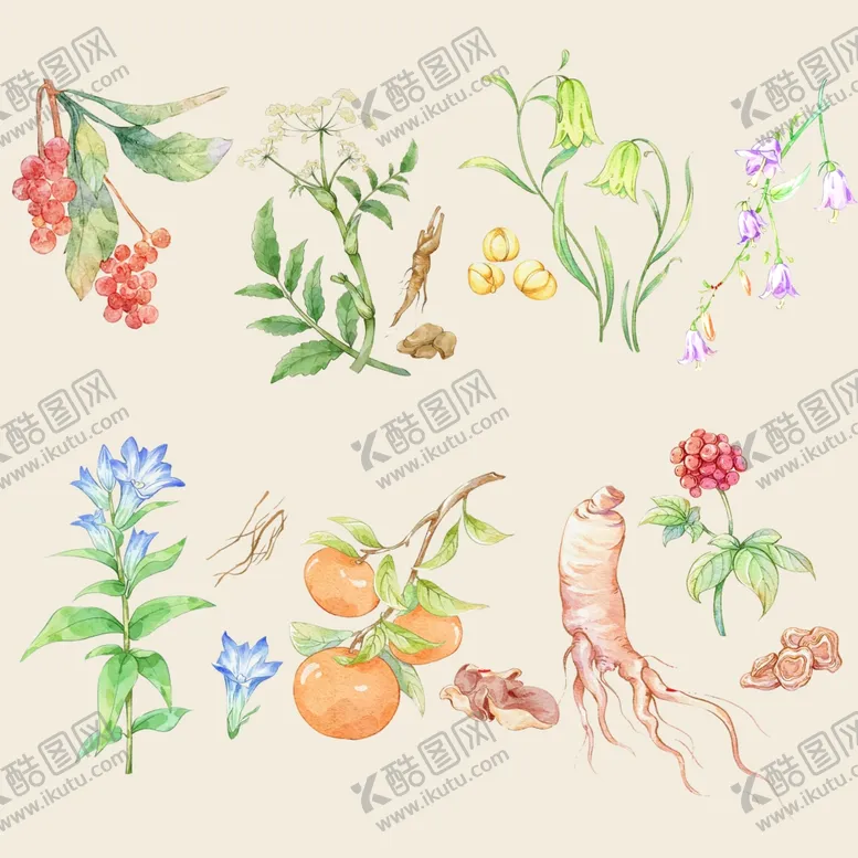 编号：82974602070319065717【酷图网】源文件下载-中草药手绘素材