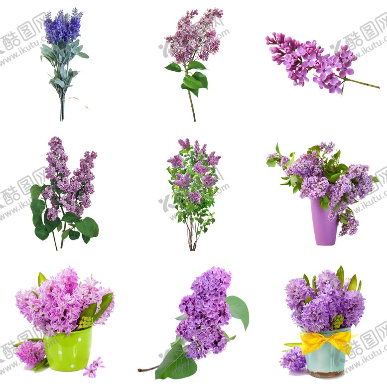 编号：61473209231535118490【酷图网】源文件下载-丁香花
