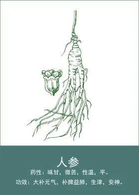 中药手绘插画