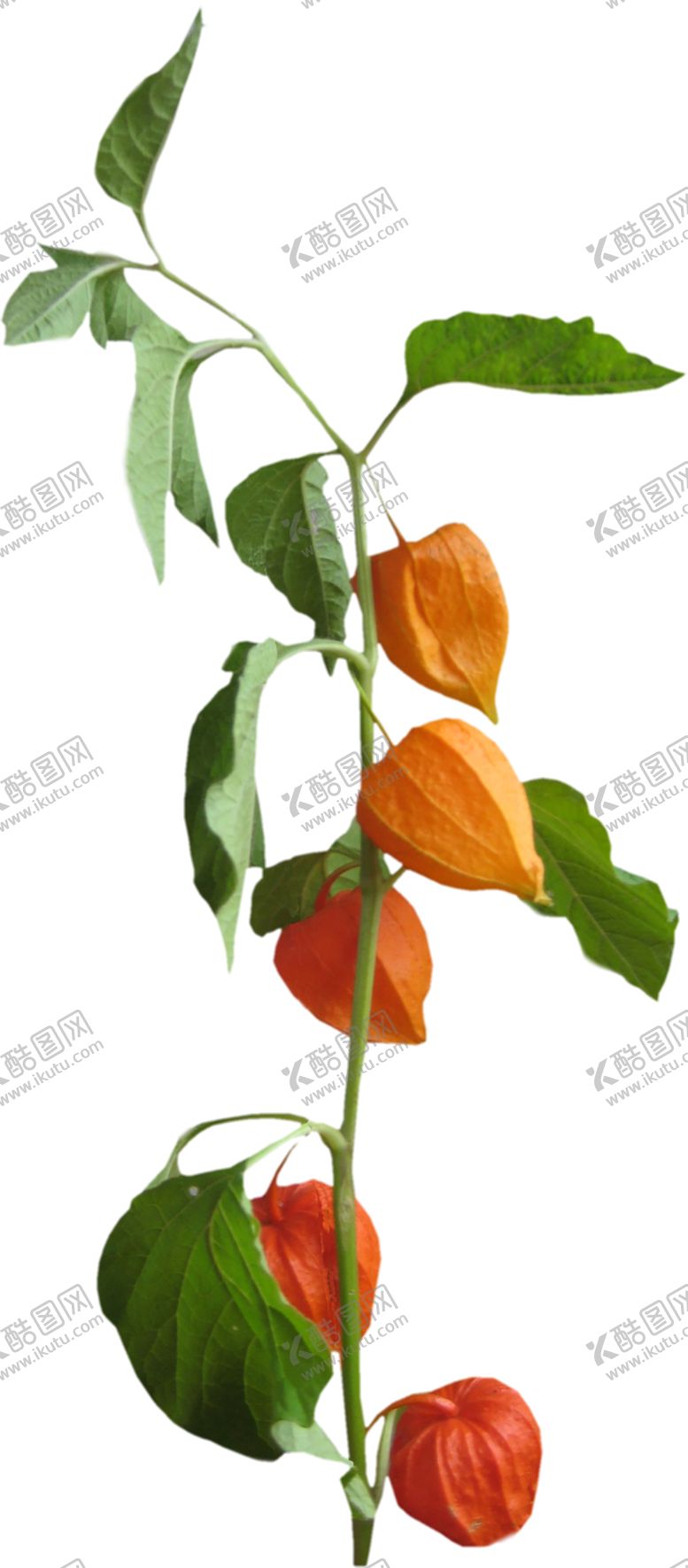编号：26388906251534046380【酷图网】源文件下载-鲜花素材