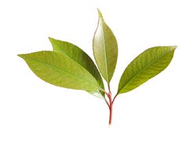 石楠花
