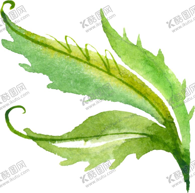 编号：50767809161336342027【酷图网】源文件下载-水彩手绘花卉花朵植物