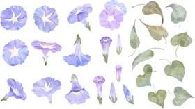 水彩花卉