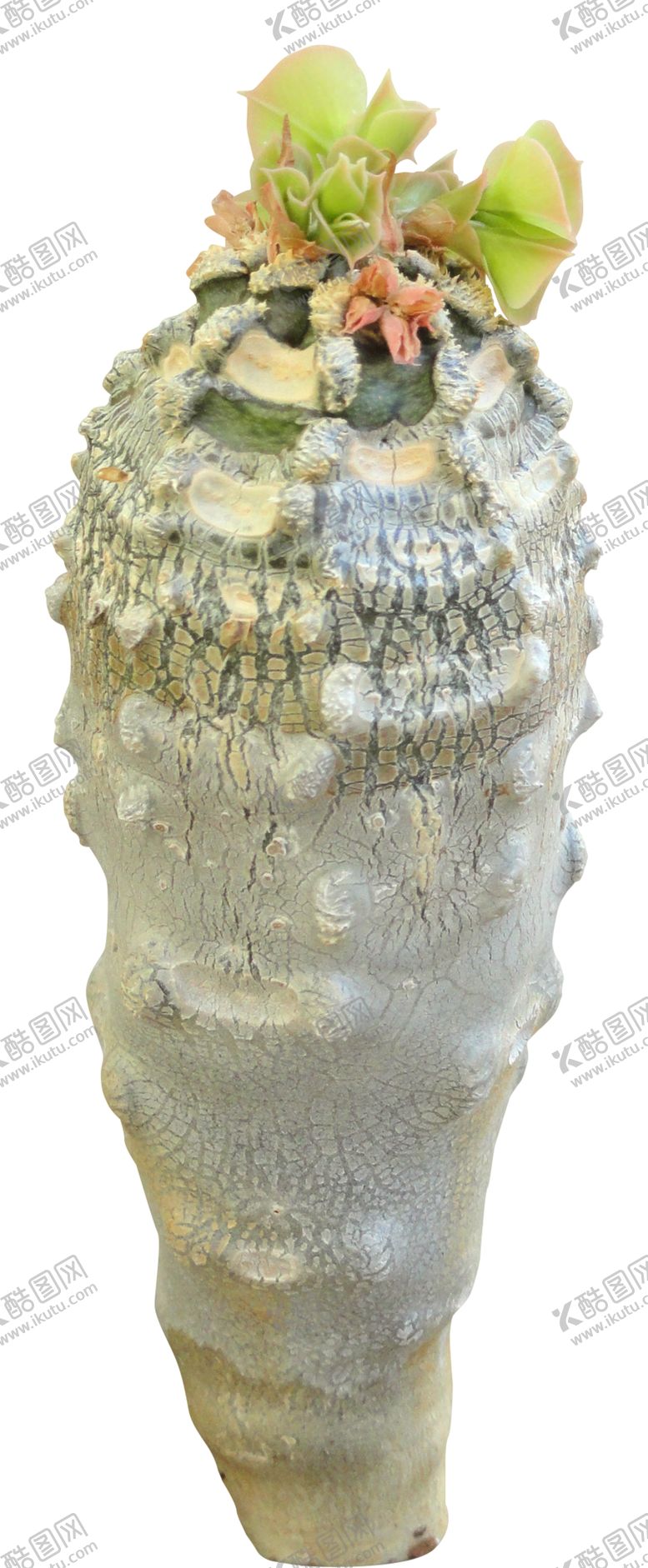 编号：95420009172300293655【酷图网】源文件下载-免扣植物树木素材