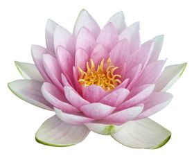 莲花
