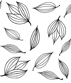黑白简约线条植物绘画