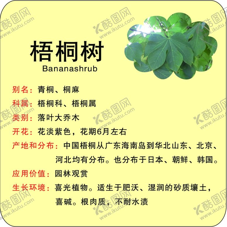 编号：38213402162341117113【酷图网】源文件下载-植物苗木简介牌梧桐树