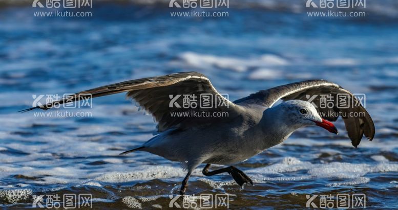 编号：14166511241739433257【酷图网】源文件下载-海鸥