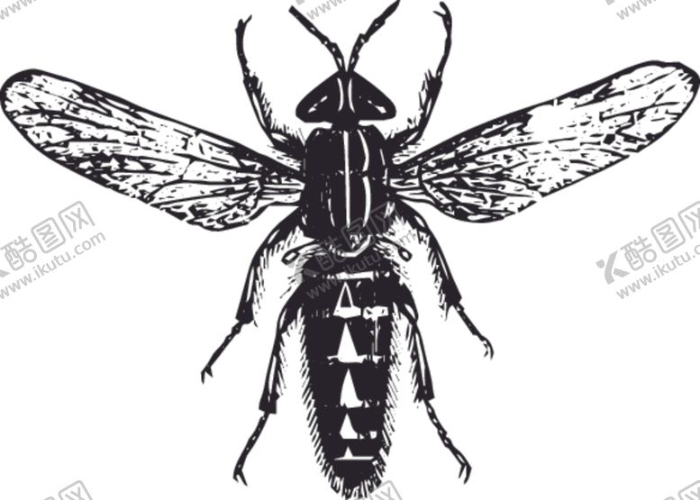 编号：97791511010722269491【酷图网】源文件下载-自然昆虫蝴蝶标本插画