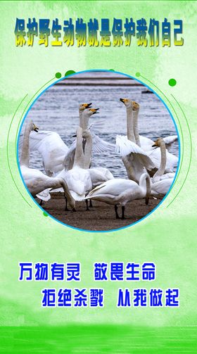 野生动物宣传图片