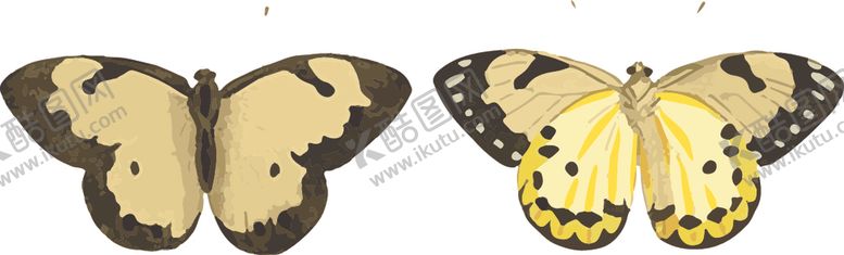 编号：79081406280329054964【酷图网】源文件下载-蝴蝶昆虫插画