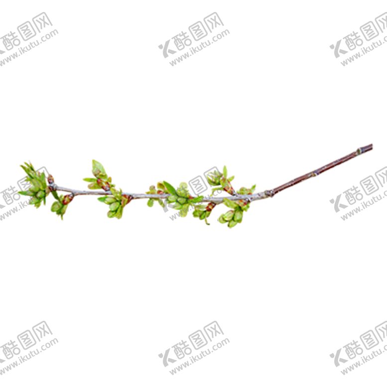 编号：81451910300954446530【酷图网】源文件下载-植物