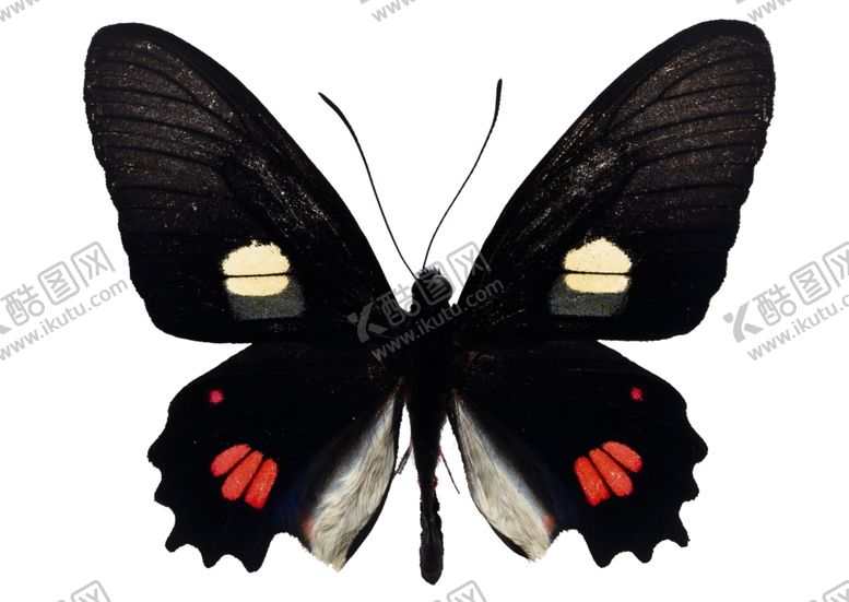 编号：56408409281126576260【酷图网】源文件下载-昆虫蝴蝶花纹图案