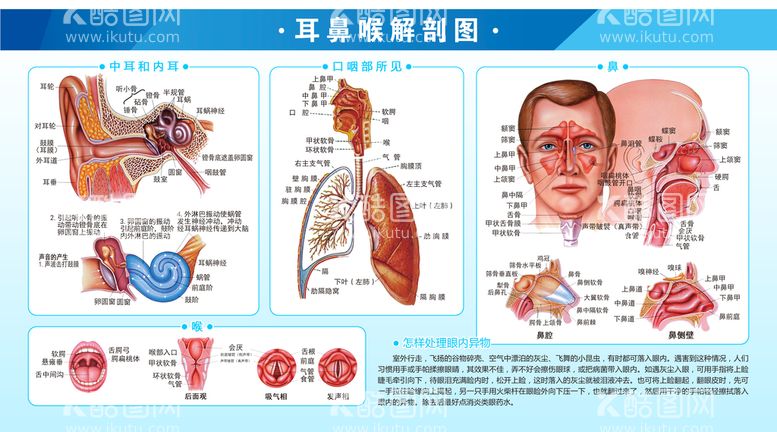 编号：61905809180704597489【酷图网】源文件下载-180×100cm耳鼻喉解剖图