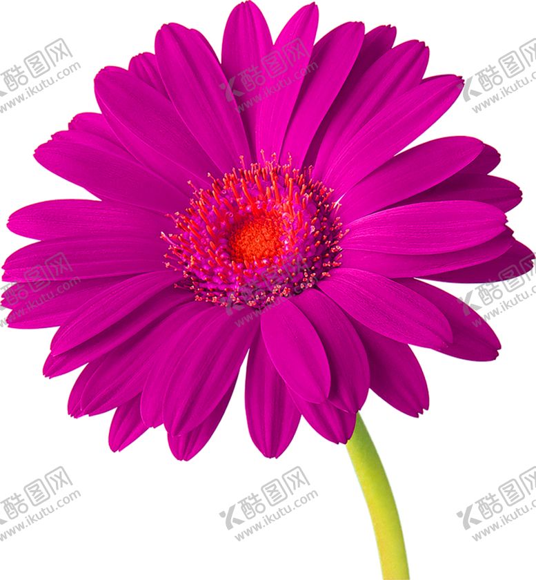 编号：69765506171159529461【酷图网】源文件下载-鲜花素材
