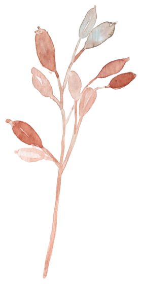 手绘植物图案png花圈