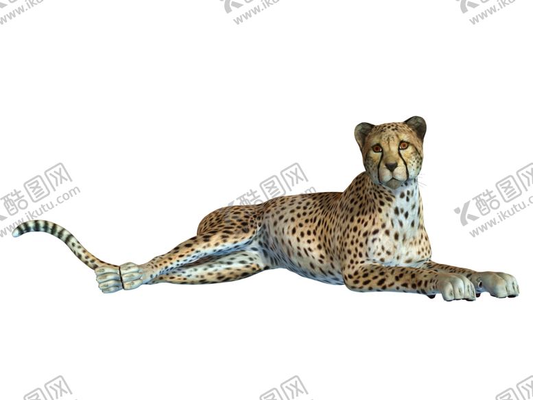 编号：54556310120505481541【酷图网】源文件下载-豹子