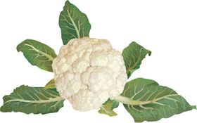 菜花