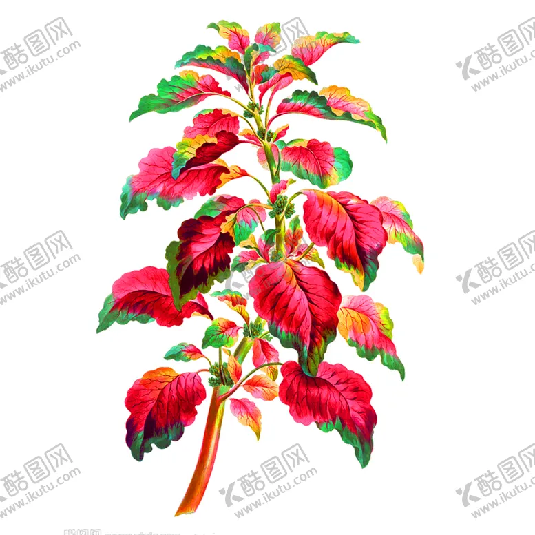 编号：90591906170151363866【酷图网】源文件下载-鲜花装饰