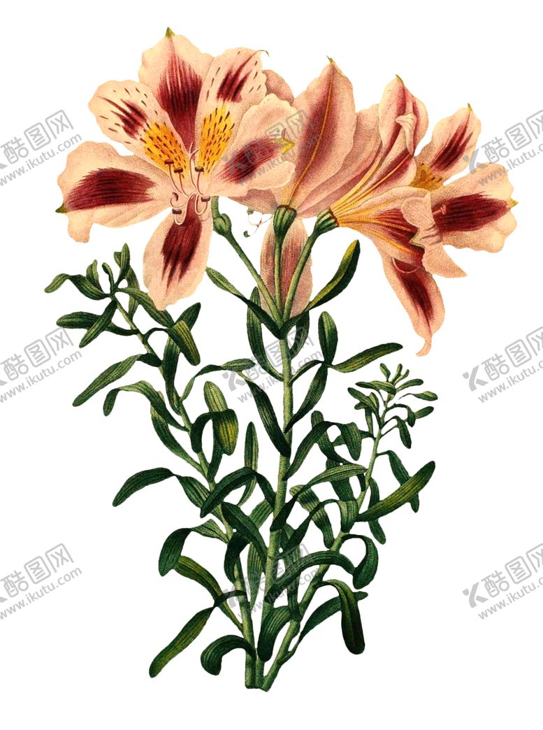 编号：70394710260359524836【酷图网】源文件下载-复古鲜花主题装饰图案