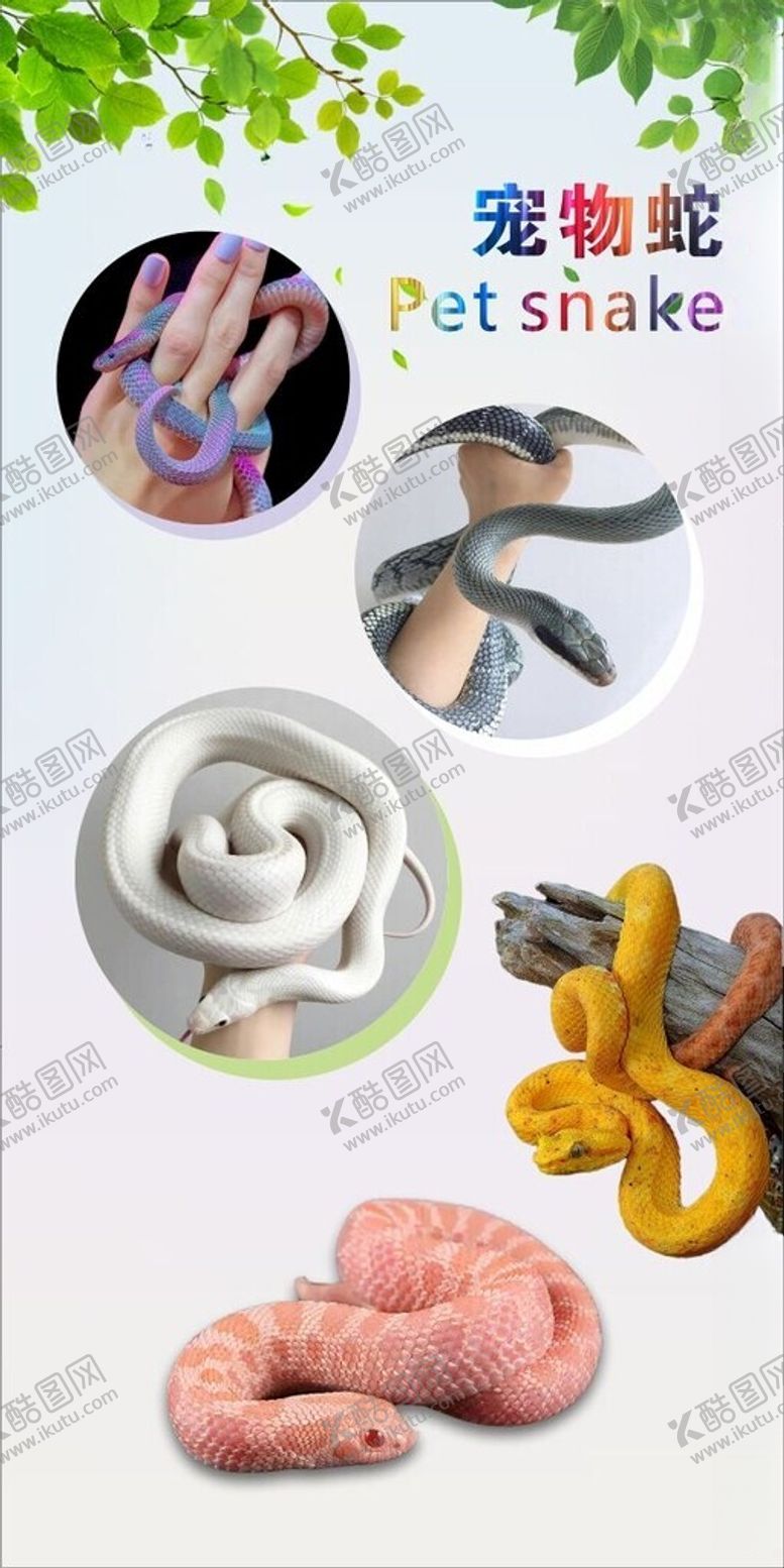 编号：88561701302122209983【酷图网】源文件下载-宠物蛇