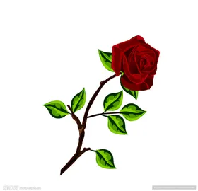 玫瑰花图片花朵鲜花素材花花朵