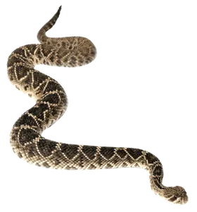 蟒蛇