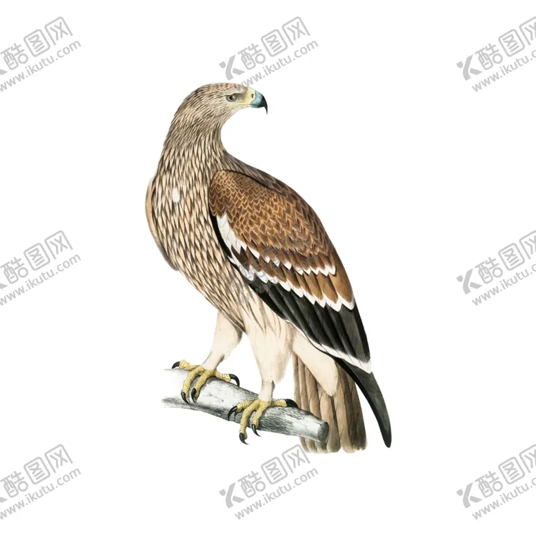 编号：18590704281422388586【酷图网】源文件下载-手绘鸟类插图
