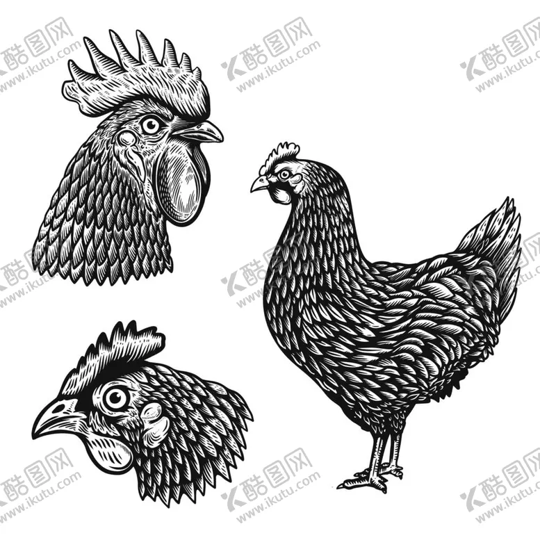 编号：76526212050503345625【酷图网】源文件下载-公鸡母鸡版画雕刻矢量图