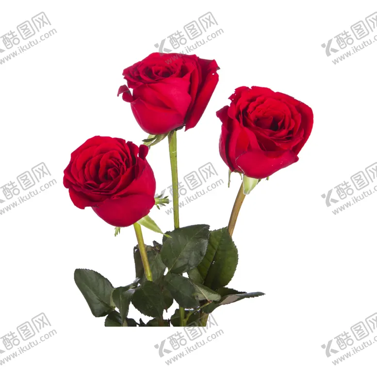 编号：52563306300734543869【酷图网】源文件下载-玫瑰